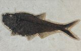 Framed Fossil Fish (Diplomystus) - Wyoming #113274-1